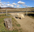 Ten things my dog taught me about COVID